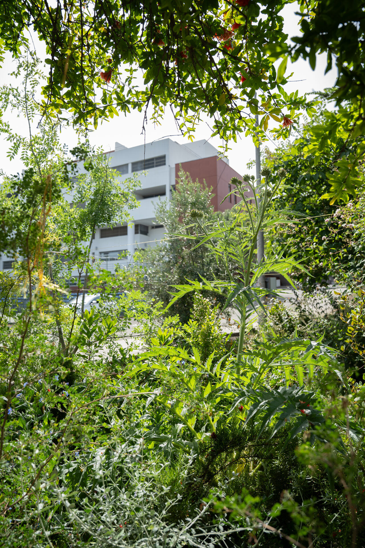 Mini-floresta ISEL — verde denso com edifício urbano ao fundo