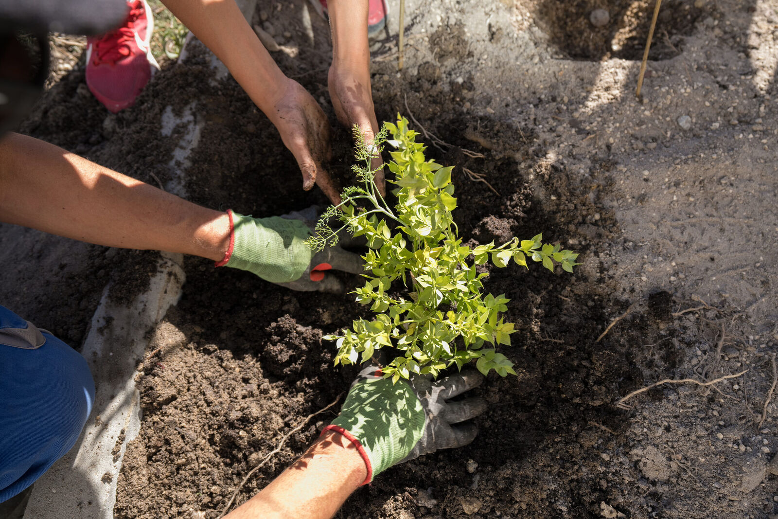Mãos com luvas a plantar muda no solo — plantação em alta densidade