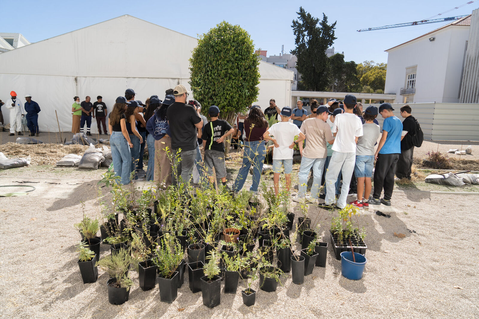 Mudas autóctones alinhadas no chão antes de ir para a terra